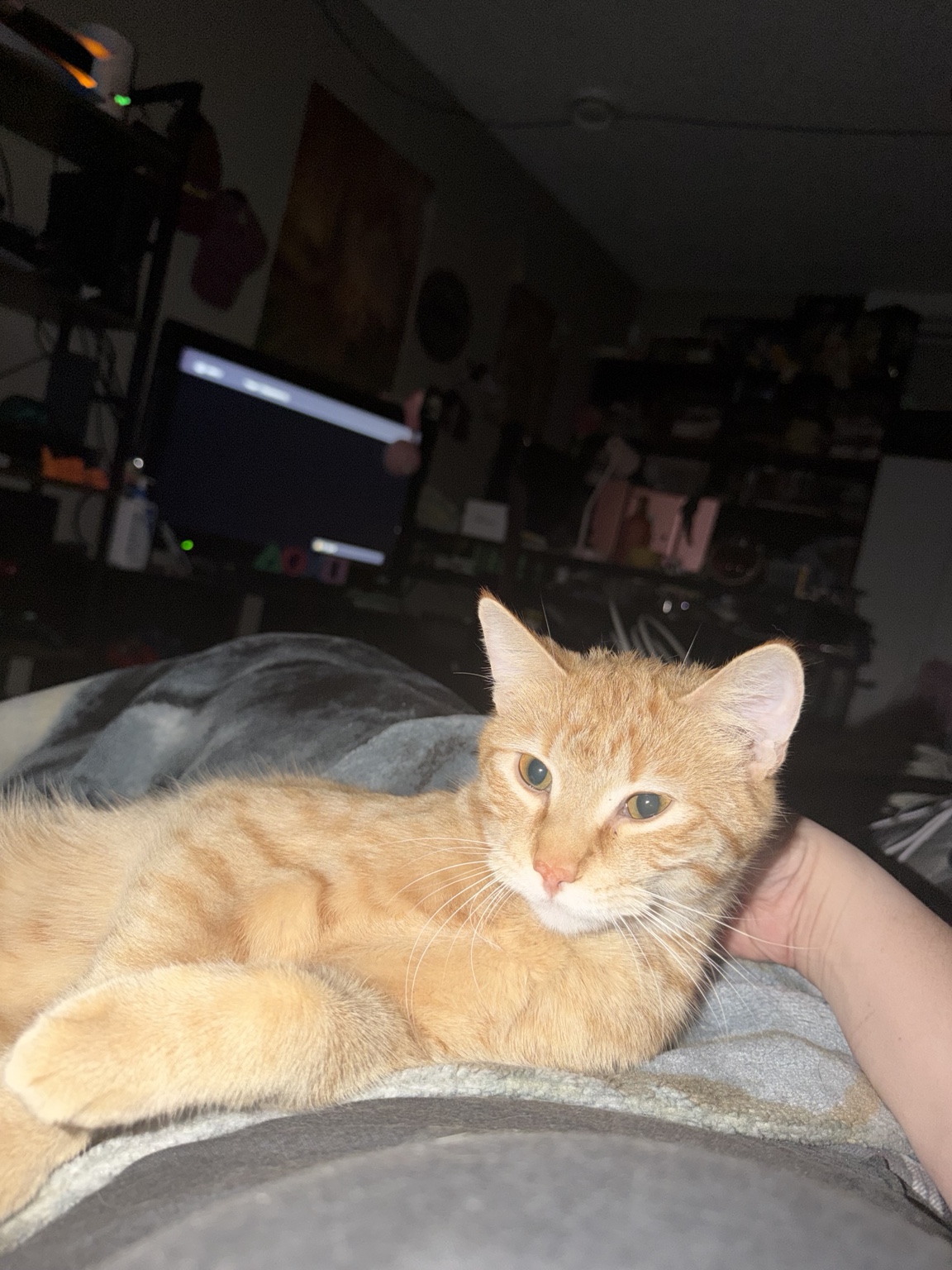 Sleepy orange tabby Eddie cuddled against his human, reluctant to wake up for biscuit-making duty