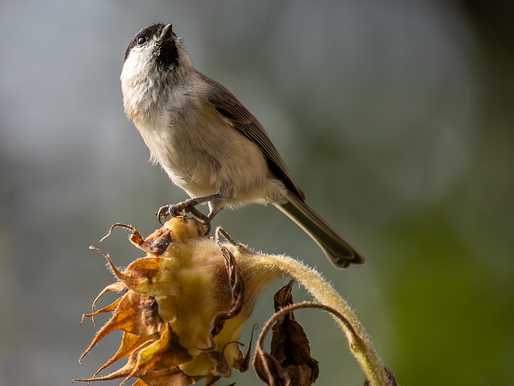 (Un) être...sensible et fort