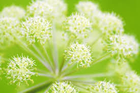 Thumbnail: white violet morning dew purification hydrating mist