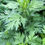 Thumbnail: dreamtime oil