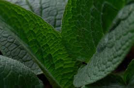 Thumbnail: desert sage arthritis                  earth cream