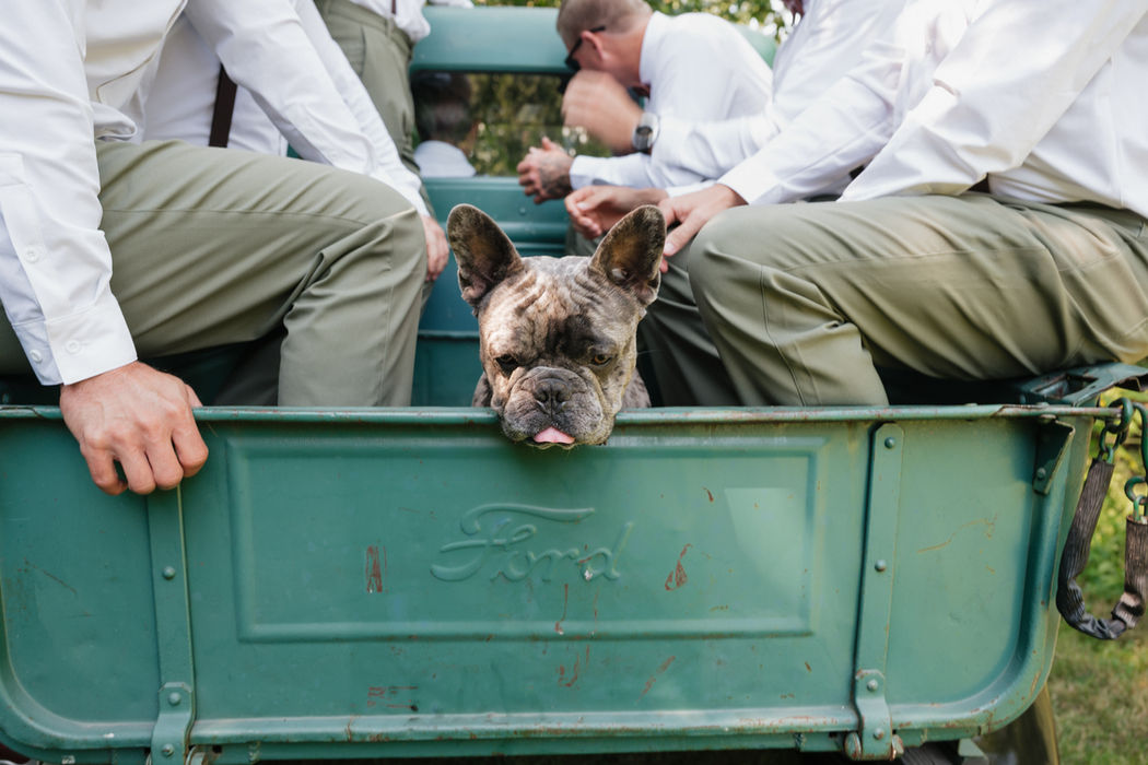 Dog riding with the wedding party in a vintage green truck during a Shuswap wedding.
