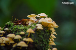 Fotografía Naturaleza