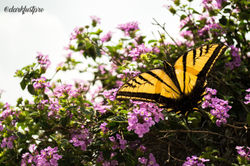Fotografía Naturaleza