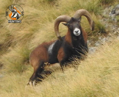 mouflon 1.jpeg