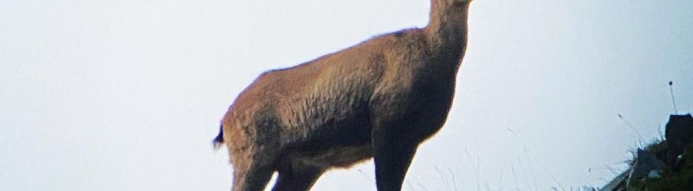 chamois 2.jpeg