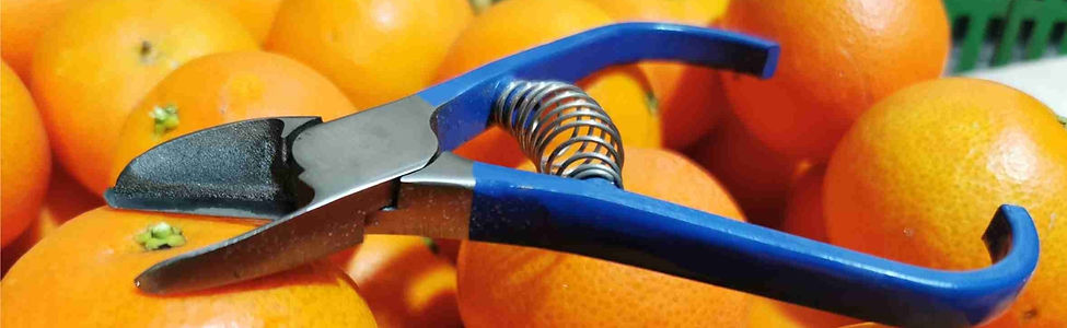 tijera para la recolección de fruta.jpg