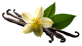 vecteezy_a-vanilla-pods-green-leaves-and-flowers_50630213_edited.png