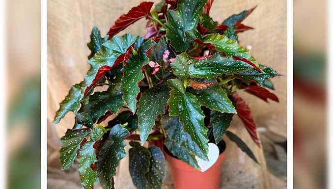 ביגוניה כנפי מלאך