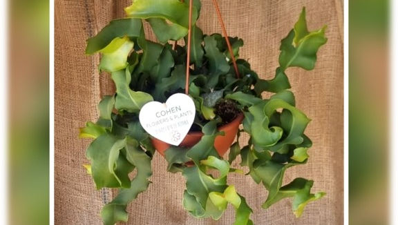 אפיפיליום מסולסל