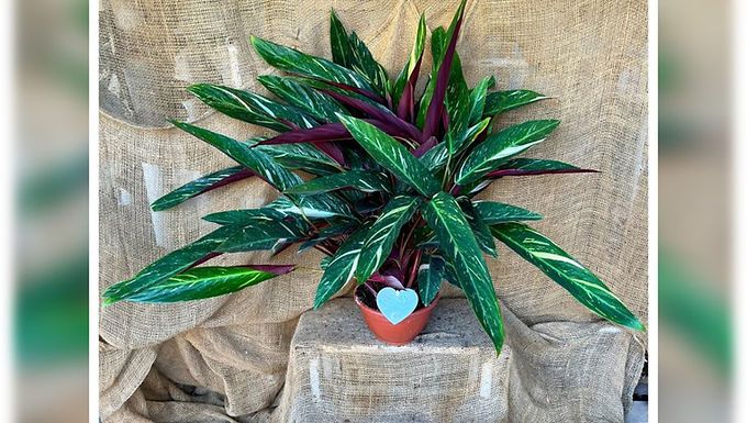 קלתאה טריוסטאר