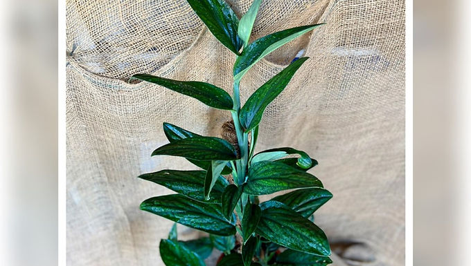 מונסטרה פרו