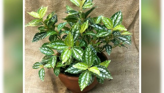 פילאה קדיארי