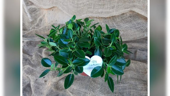 פפרומיה אורבה פיקסי 