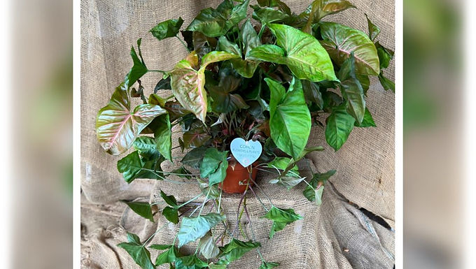 סינגוניום מריה אדום