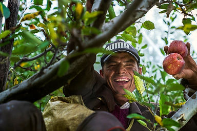 Farmer in fruit tree working by nishantaneja