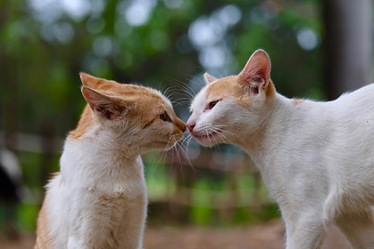 cat language, how cats communicate