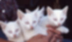 Albino Cats