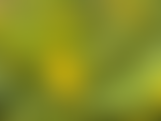 Partridge Pea: A Kansas Native Powerhouse for Pollinators and Wildlife