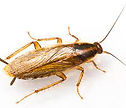 German roach.jpg