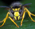 wasp.jpg