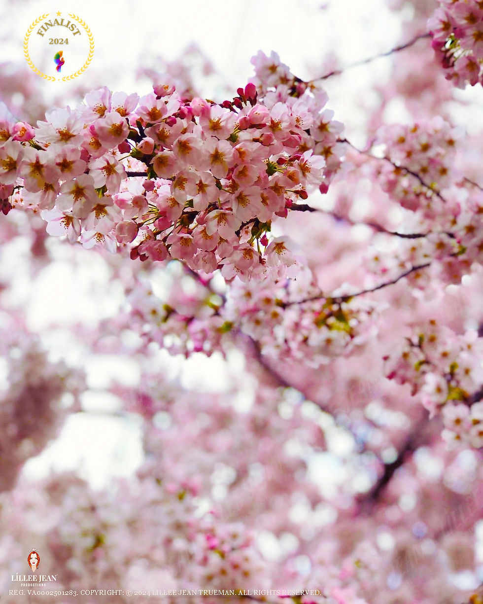 Official Editorial Series: Lillee Jean Editorials of Twenty-Four. Directed by Lillee Jean. This image is part of a 560-photo group registration (VA0002501283). Taken by Actor/Director Lillee Jean Trueman. All rights reserved. Pink cherry blossoms in full bloom on branches against a soft blurred background. Gold "Finalist 2024" badge and Lillee Jean text visible.