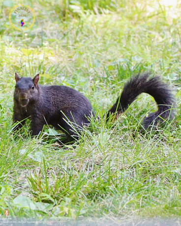 Spring Cherries Photograph - Lillee Jean Trueman