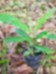 Manilkara bidentata seedling