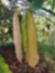Bertholetia excelsa new leaves