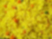 Esperanza food