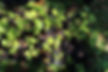 Guazuma crinita seedlings