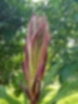 Grias newberthii new leaves