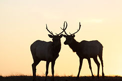 elk 2.jpeg