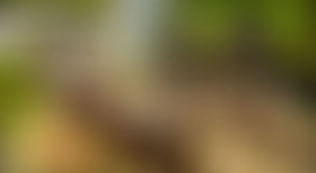 Estate News - June 2018