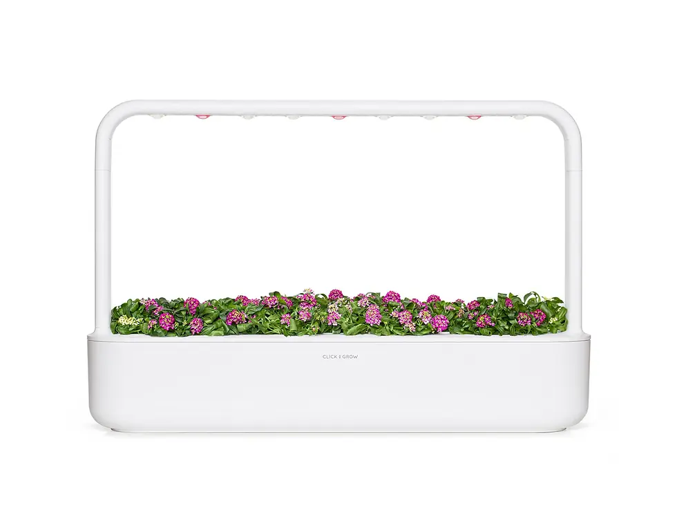 Miniatură: Plantă de Alyssum pentru Click and Grow Smart Garden, set 3 pods