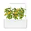 Miniatură: Rosii Cherry Galbene pentru Click & Grow Smart Garden, set de 3 pods