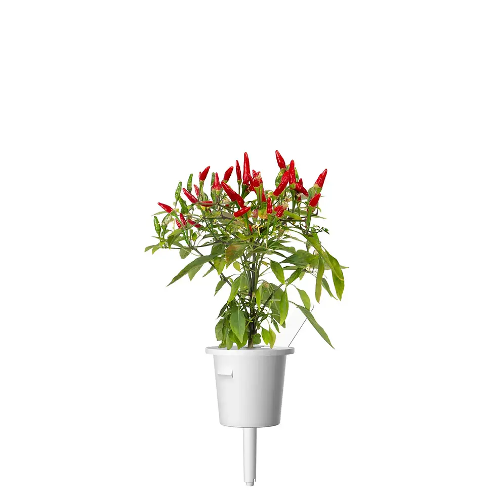 Indexkép: Ardei Piri Piri Chilli pentru Click&Grow Smart Garden, set de 3 pods
