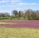 Quilt Notes - Let Nature Choose the Palette - 007 0426