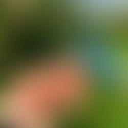 リンゴスタープロジェクト　ぽんど堂さんでりんごの収穫作業を行いました！