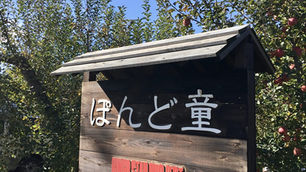 2021年最後のリンゴスタープロジェクト　ぽんど堂さんでサンフジりんごを収穫してきました！