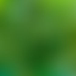 リンゴスタープロジェクト（台風19号に関する活動レポート12）