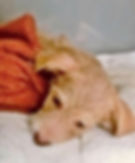 Joffrey sick with Parvo