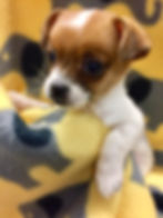 Maisy