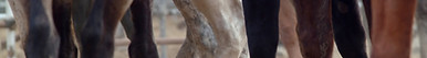 Horse Legs