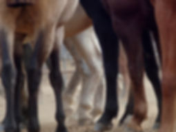 Horse Legs