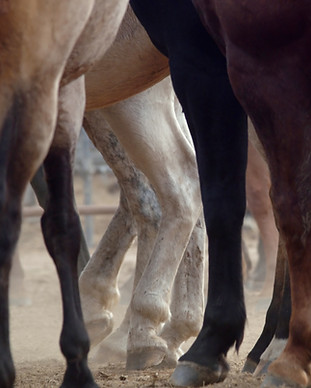 Jambes cheval