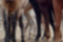 Horse Legs