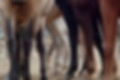 Horses' Legs Close-Up