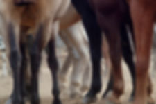 Horse Legs-Red Dog Ranch