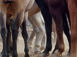 Gros plan sur les jambes des chevaux